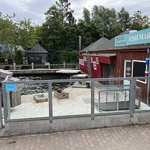 California Sea Lion Exhibit