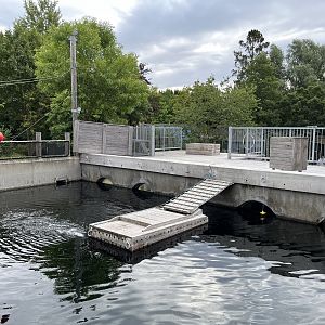 California Sea Lion Exhibit