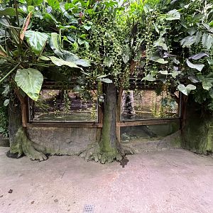 Green Anaconda Exhibit