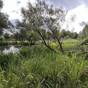 Walk Through Sitatunga Exhibit