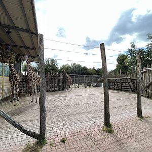 Giraffe Side Yard