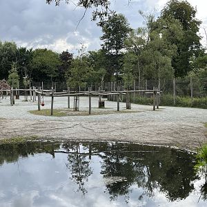 African Savanna - side yard