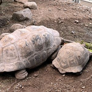 Aldabra Tortoises