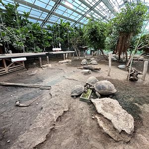 Aldabra Tortoise House