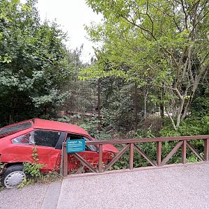Amur Tiger Exhibit (with crashed car!)