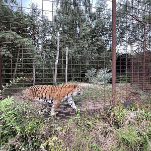 Amur Tiger Exhibit