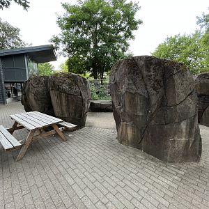 Banded Mongoose Exhibit - visitor area