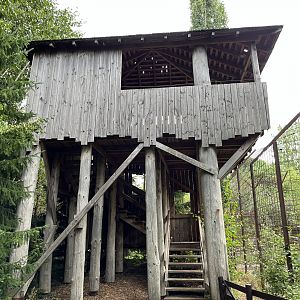 Amur Tiger Exhibit - viewing platform