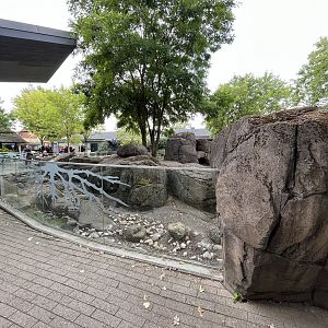 Banded Mongoose Exhibit