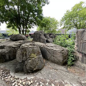 Banded Mongoose Exhibit
