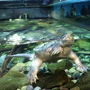 Snapping Turtle