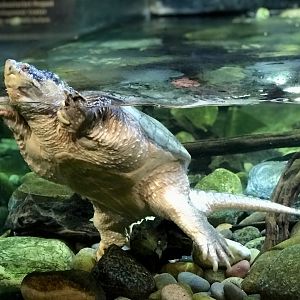 Snapping Turtle