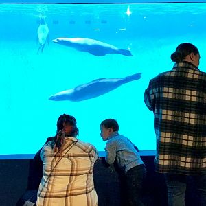 California Sea Lions