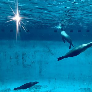 California Sea Lions