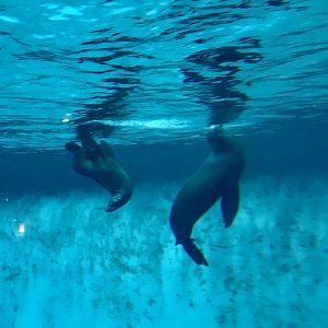 California Sea Lions