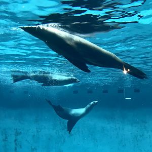 California Sea Lions