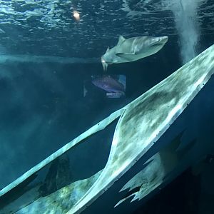 Shark Exhibit