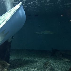 Shark Exhibit