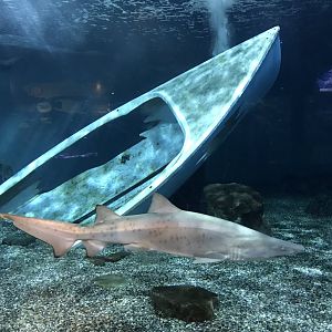 Shark Exhibit