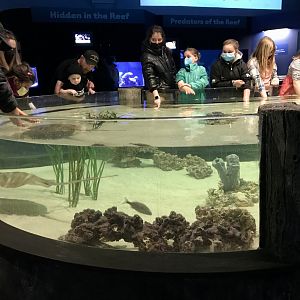 Touch Tank