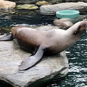 Stellar Sea Lion