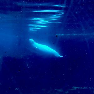 Beluga Whale