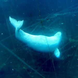 Beluga Whale