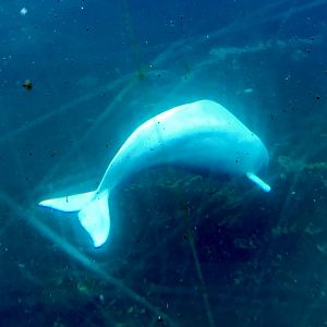 Beluga Whale
