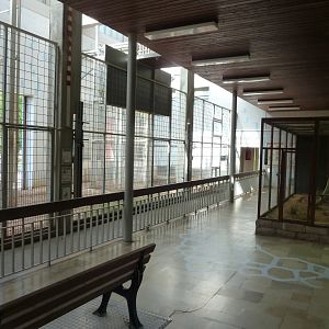 Giraffe building - Interior with Saharan stripped weasel cage