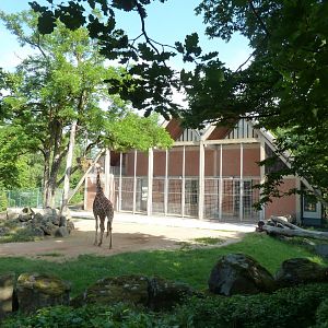 Giraffe enclosure