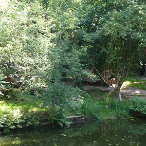 Asiatic lion enclosure