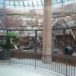 Predator house - Siberian tiger