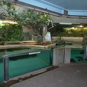 Former Manatee house - Malayan tapir enclosure