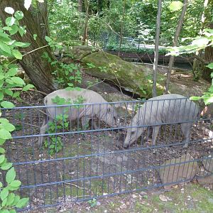 Former Manatee house - Babirusa