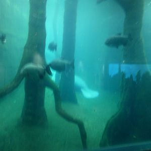 The Blue Saloon - Manatee pool