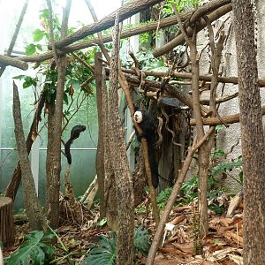 Manatihaus - White bearded saki