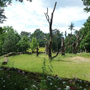 Indian rhino enclosure