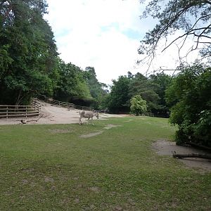 Kulan and dromedary enclosure