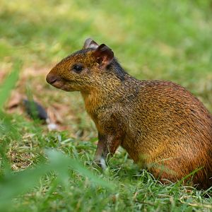 Red-rumped agouti (Dasyprocta leporina)