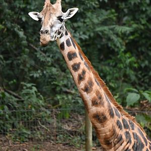 Rothschild girafe (Giraffa cameleopardis)