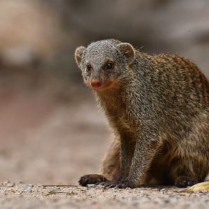 Banded mongoose (Mungo mungo)