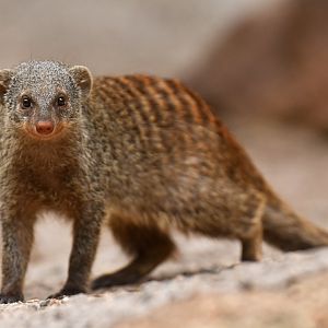 Banded mongoose (Mungo mungo)