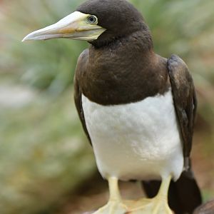 Brown booby Sula leucogaster