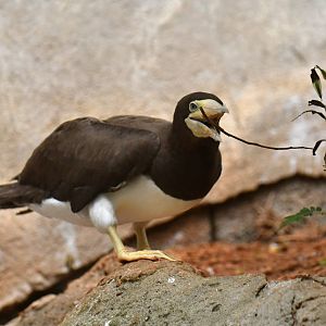 Brown booby Sula leucogaster