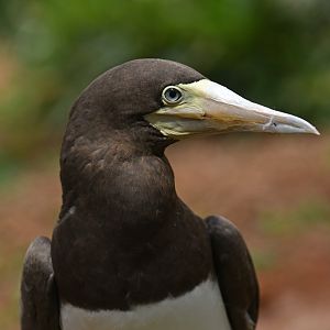 Brown booby Sula leucogaster