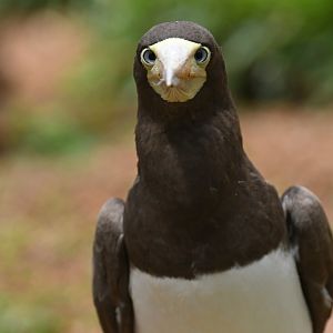 Brown booby Sula leucogaster