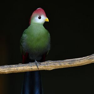 Red-crested turaco Tauraco erythrolophus