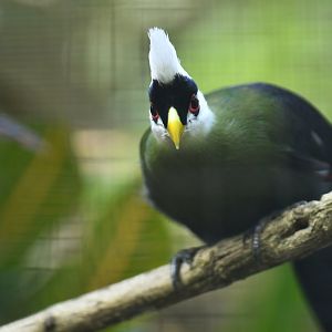 White-headed turaco Tauraco leucolophus
