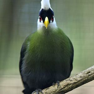 White-headed turaco Tauraco leucolophus
