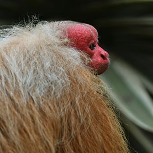 Bald Uakari (Cacajao calvus)